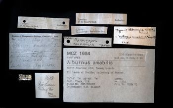 Media type: image;   Ichthyology 1684 Description: photograph;  Aspect: labels